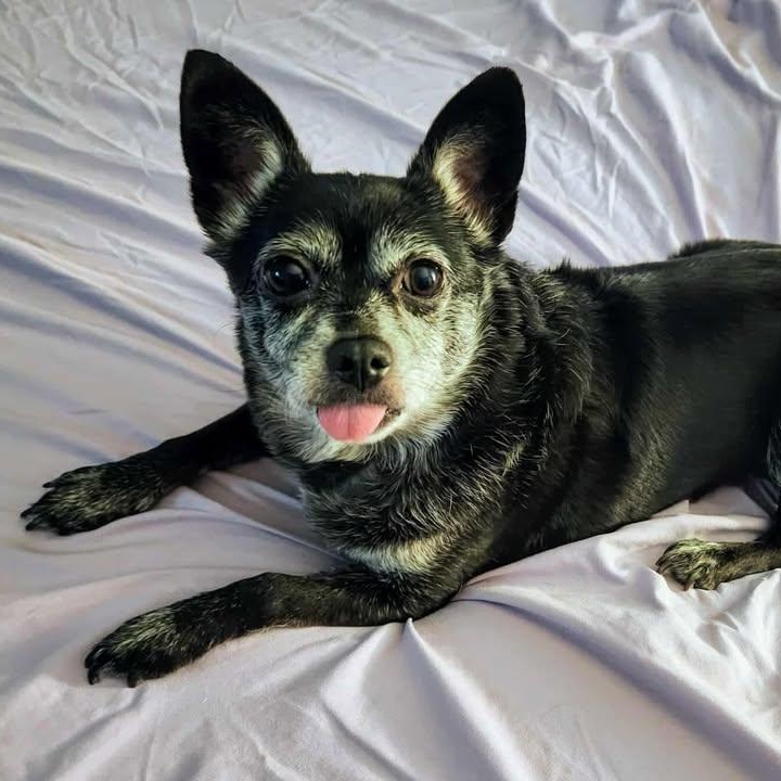 Bella Pepper, Senior Female unknown