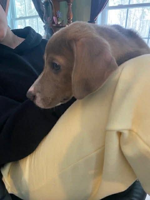 Enlarge Starvin Marvin, an adopted mixed breed in Portland, ME image 3/3