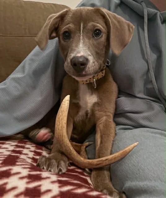 Enlarge Starvin Marvin, an adopted mixed breed in Portland, ME image 1/3