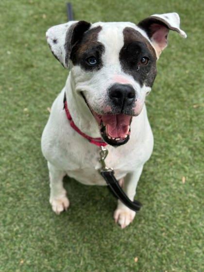 Darla, a Adoptable mixed breed in Gastonia, NC image 1/3