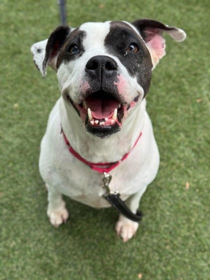 Darla, a Adoptable mixed breed in Gastonia, NC image 2/3