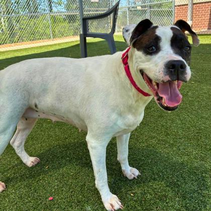 Enlarge Darla, a Adoptable mixed breed in Gastonia, NC image 1/3