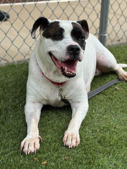 Darla, a Adoptable mixed breed in Gastonia, NC image 3/3