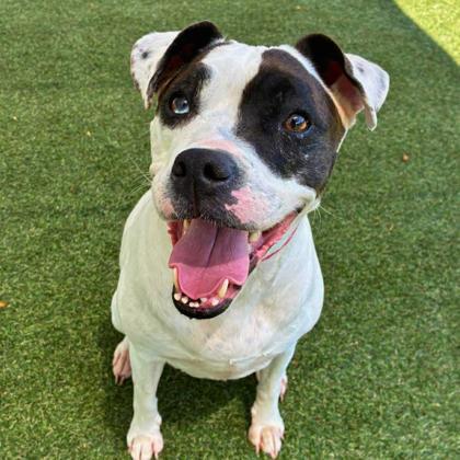 Enlarge Darla, a Adoptable mixed breed in Gastonia, NC image 2/3