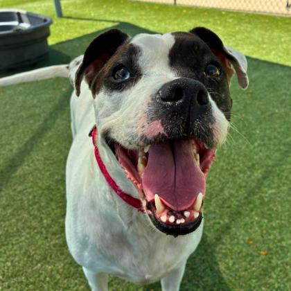 Enlarge Darla, a Adoptable mixed breed in Gastonia, NC image 3/3