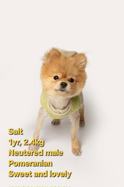 SALT, Adopted, Puppy Male Pomeranian.