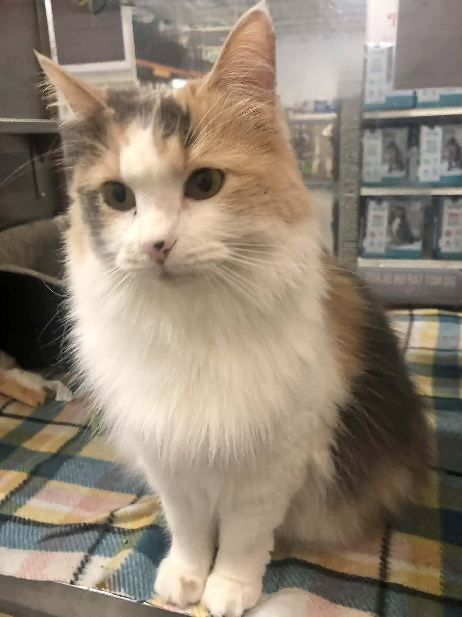 Enlarge HERA, a Adopted mixed breed in Capshaw, AL image 1/3