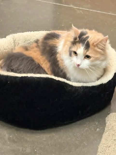 Enlarge HERA, a Adopted mixed breed in Capshaw, AL image 2/3