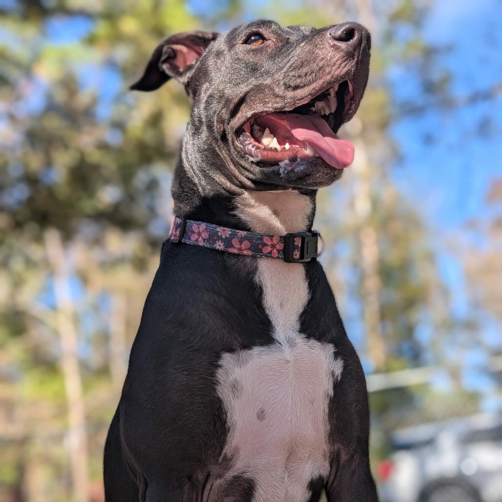 Enlarge Agnes 27863, a Adoptable Mixed Breed in Middleburg, FL image 1/6