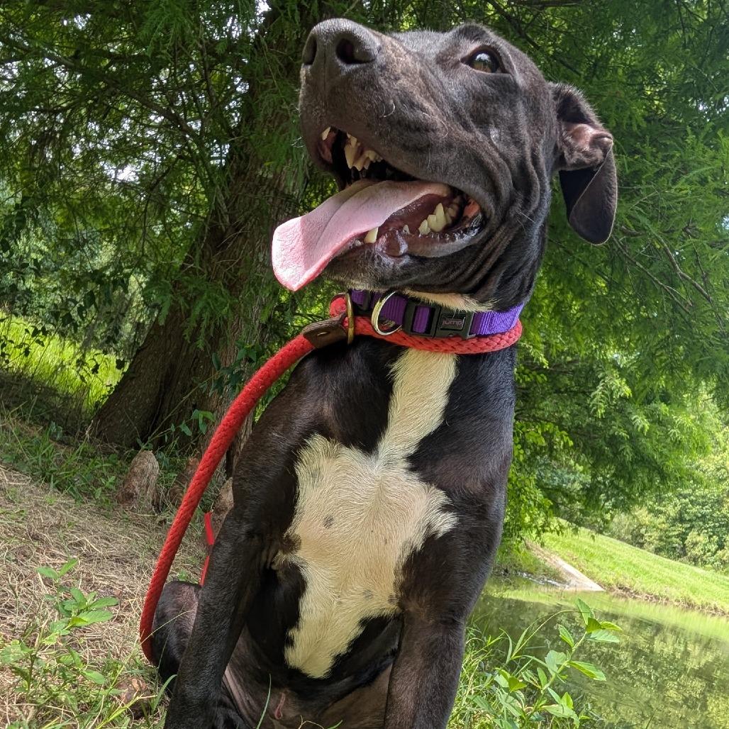 Enlarge Agnes 27863, a Adoptable Mixed Breed in Middleburg, FL image 2/6