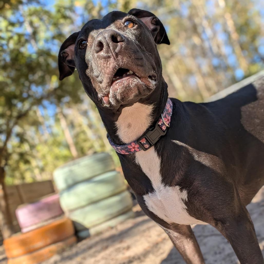 Enlarge Agnes 27863, a Adoptable Mixed Breed in Middleburg, FL image 3/6