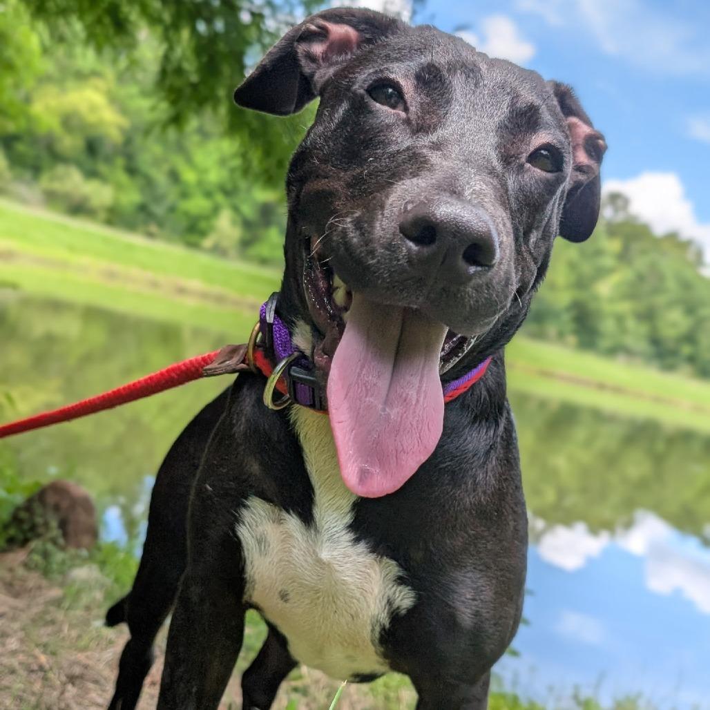 Enlarge Agnes 27863, a Adoptable Mixed Breed in Middleburg, FL image 4/6