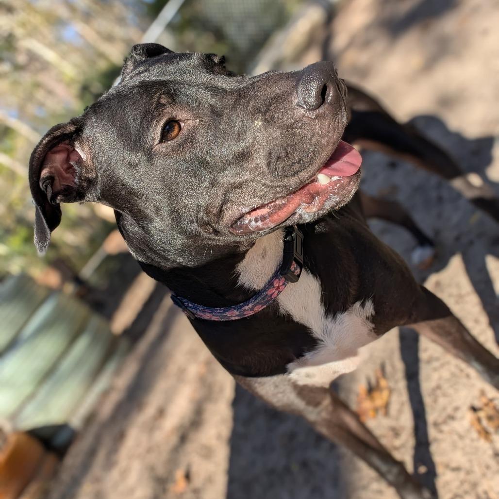 Enlarge Agnes 27863, a Adoptable Mixed Breed in Middleburg, FL image 5/6