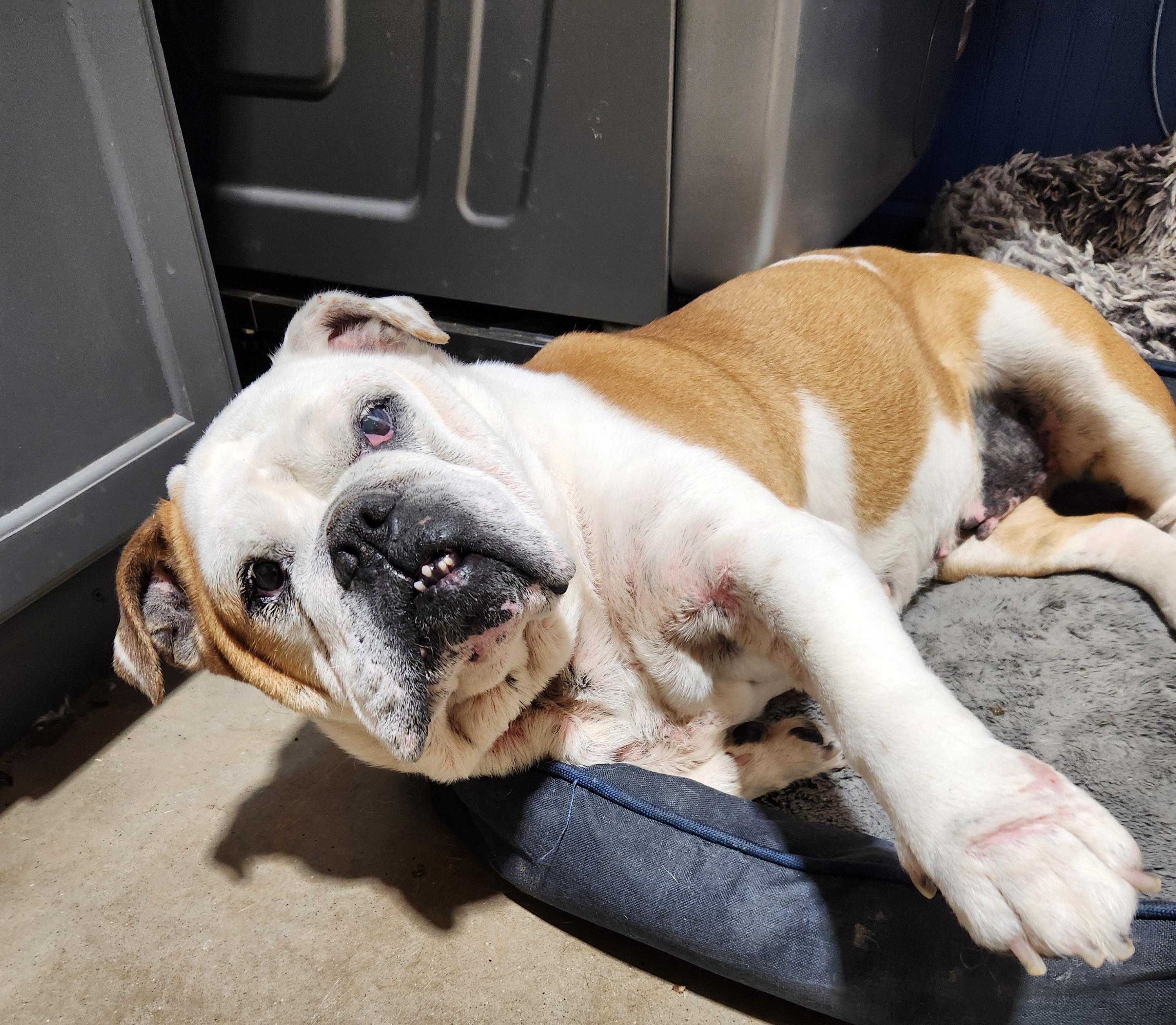 Enlarge Pebbles , an adopted English Bulldog in Pelzer, SC image 4/4