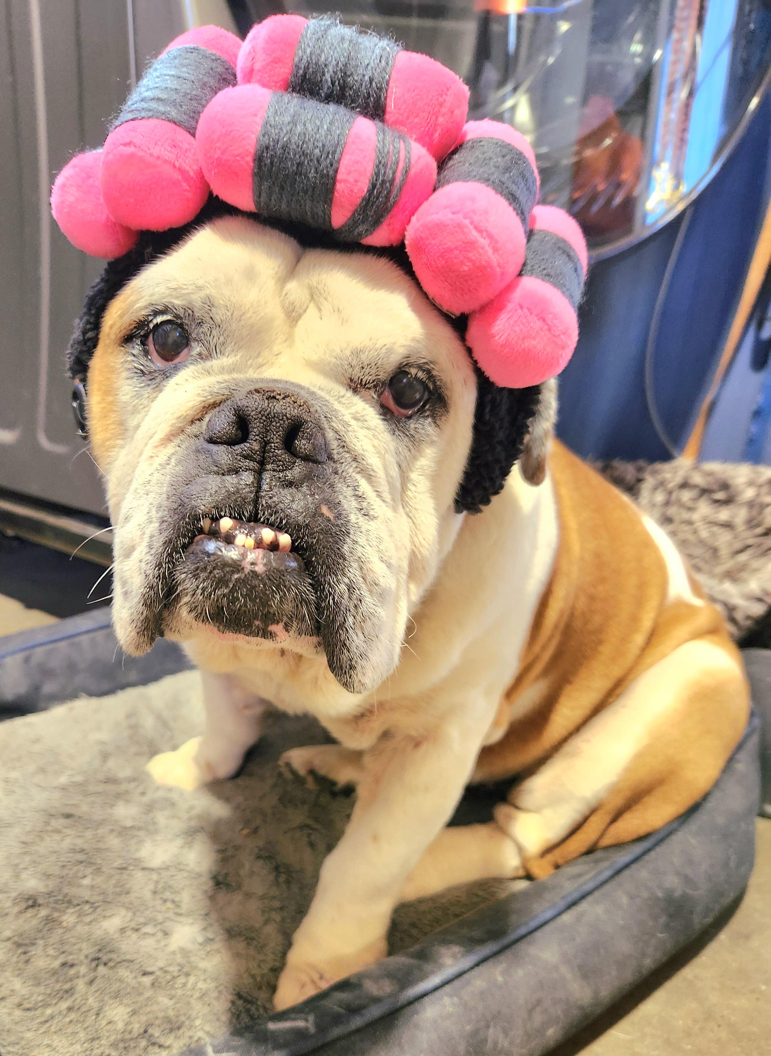 Enlarge Pebbles , an adopted English Bulldog in Pelzer, SC image 2/4