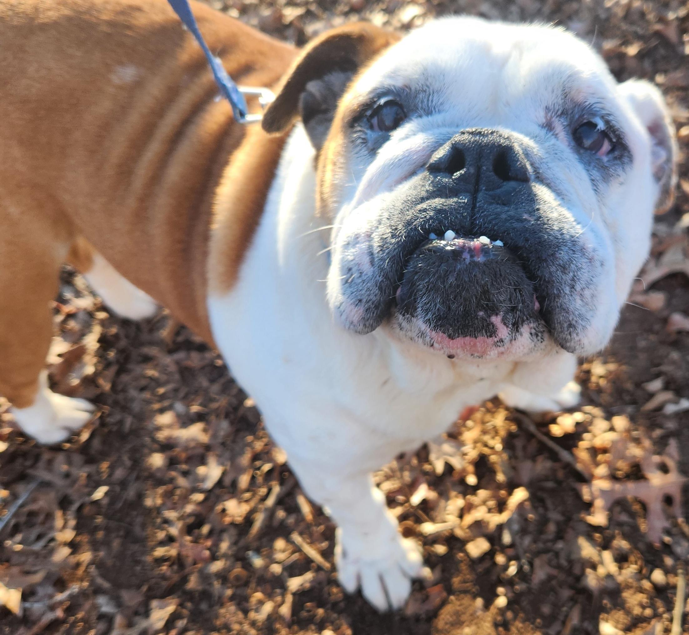 Enlarge Pebbles , an adopted English Bulldog in Pelzer, SC image 3/4