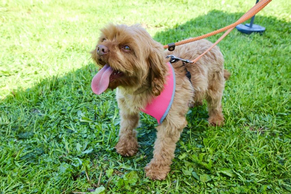Sprite, Adoptable, Adult Female Cavalier King Charles Spaniel & Poodle.