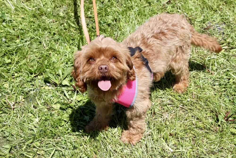 Sprite, a Adoptable mixed breed in East Greenville, PA image 2/6