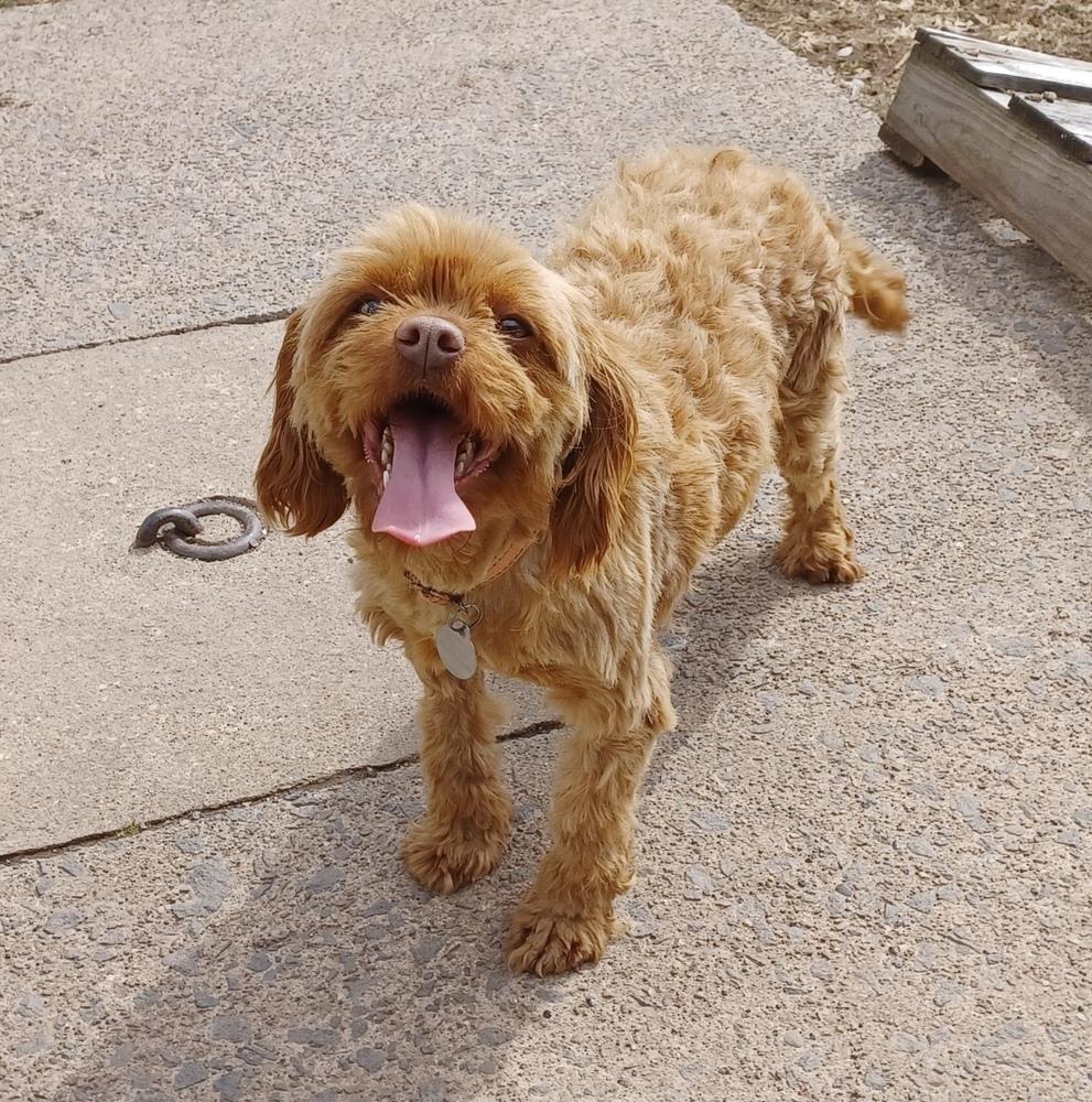 Enlarge Sprite, a Adoptable mixed breed in East Greenville, PA image 2/6