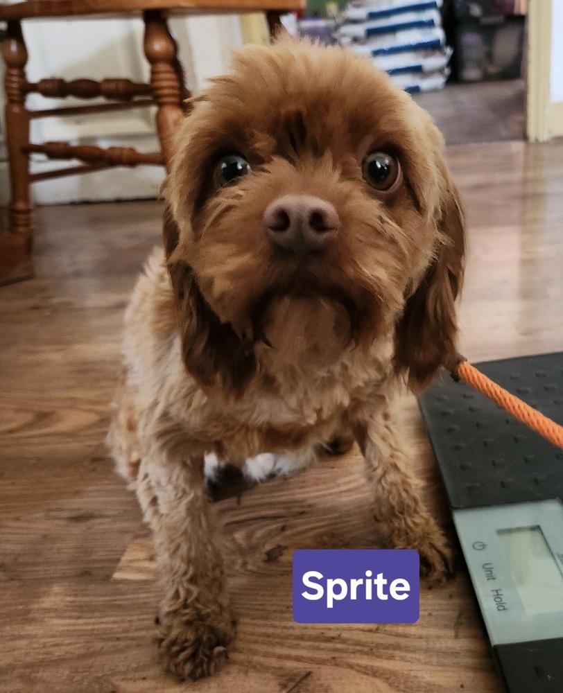 Enlarge Sprite, a Adoptable mixed breed in East Greenville, PA image 3/6