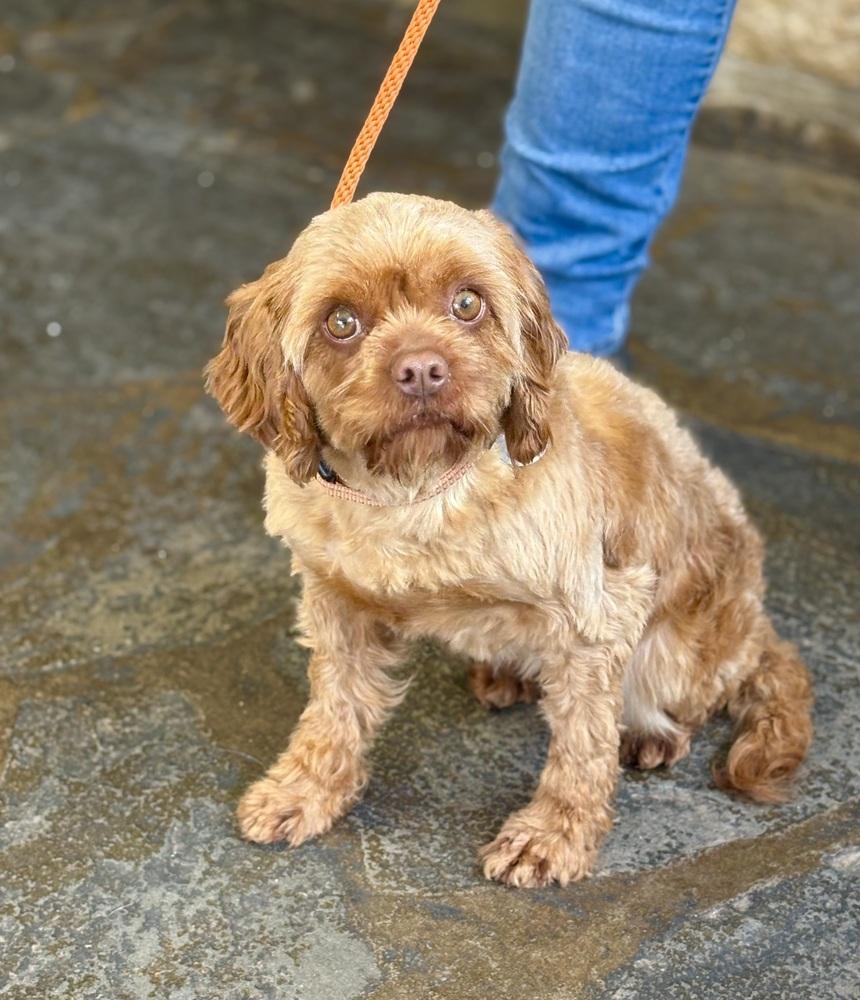 Enlarge Sprite, a Adoptable mixed breed in East Greenville, PA image 4/6