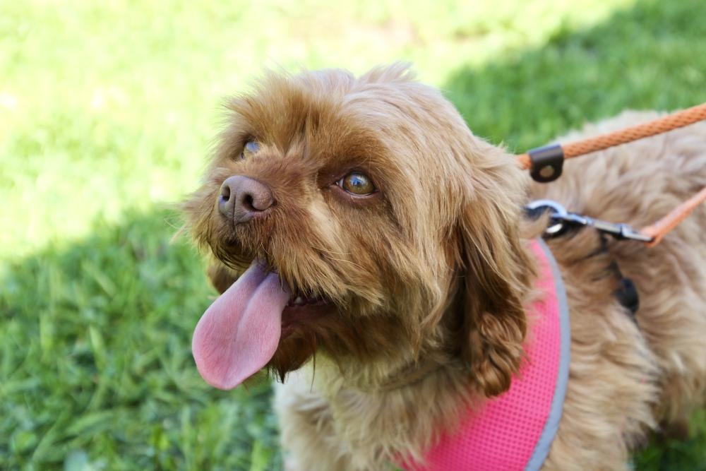 Sprite, a Adoptable mixed breed in East Greenville, PA image 5/6