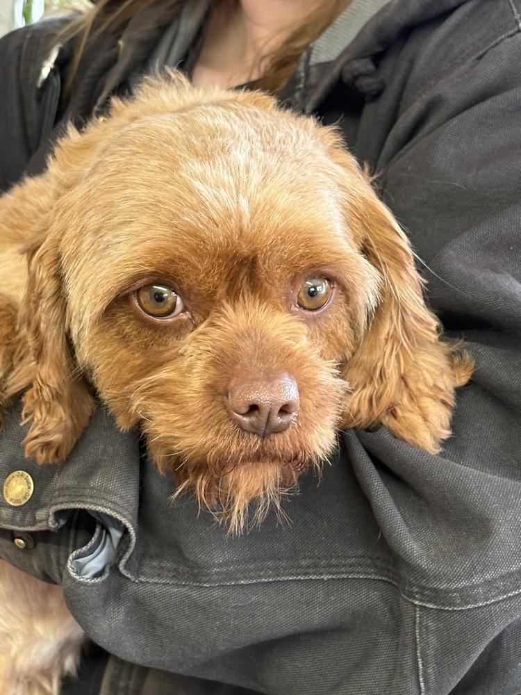 Enlarge Sprite, a Adoptable mixed breed in East Greenville, PA image 5/6