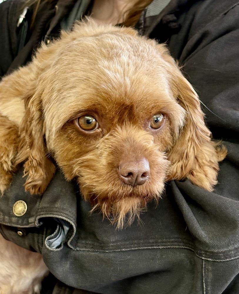 Enlarge Sprite, a Adoptable mixed breed in East Greenville, PA image 6/6