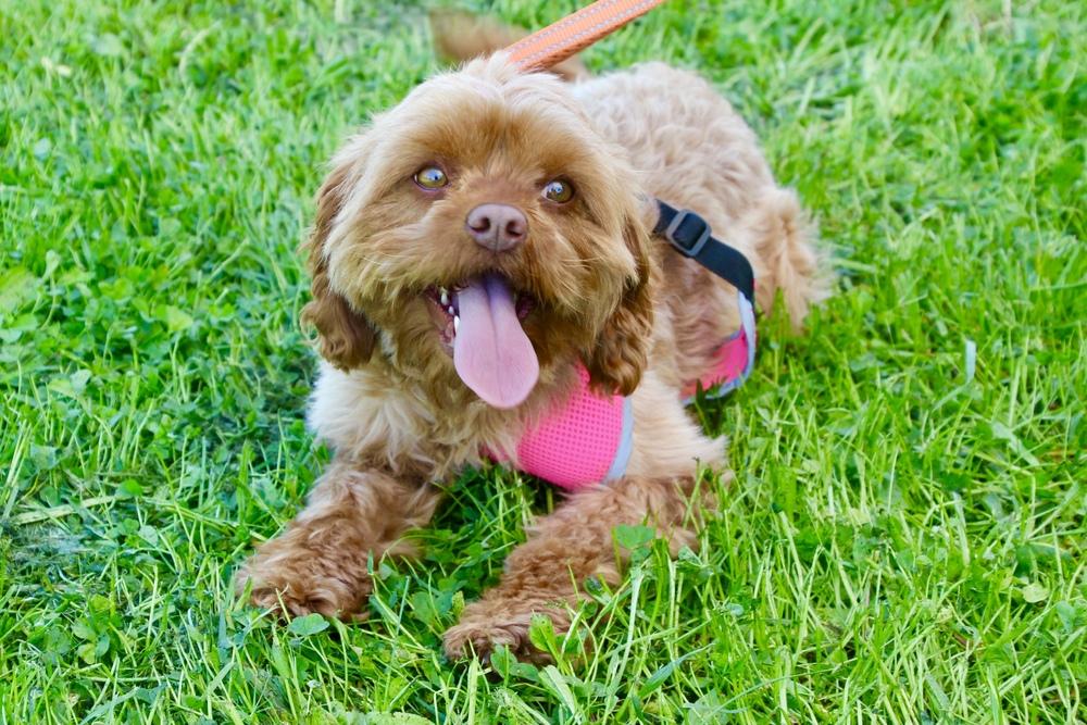 Sprite, a Adoptable mixed breed in East Greenville, PA image 6/6