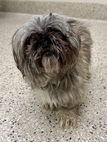 Patches, Adoptable, Adult Male Shih Tzu.