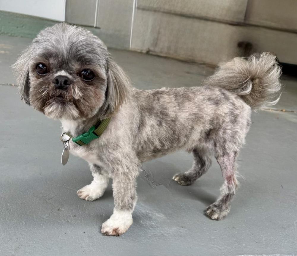 Enlarge Patches, a Adoptable Shih Tzu in Littleton, CO image 2/2
