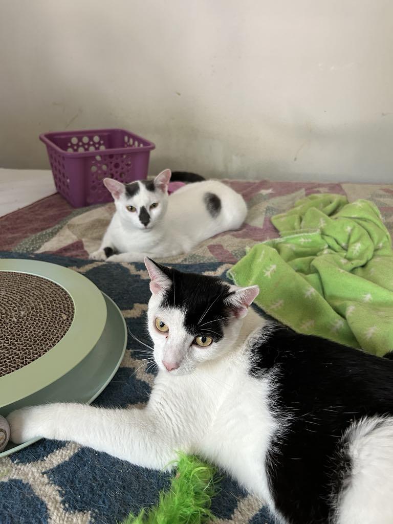 Burberry and Armani (brothers), adoptable, Young Male Siamese.