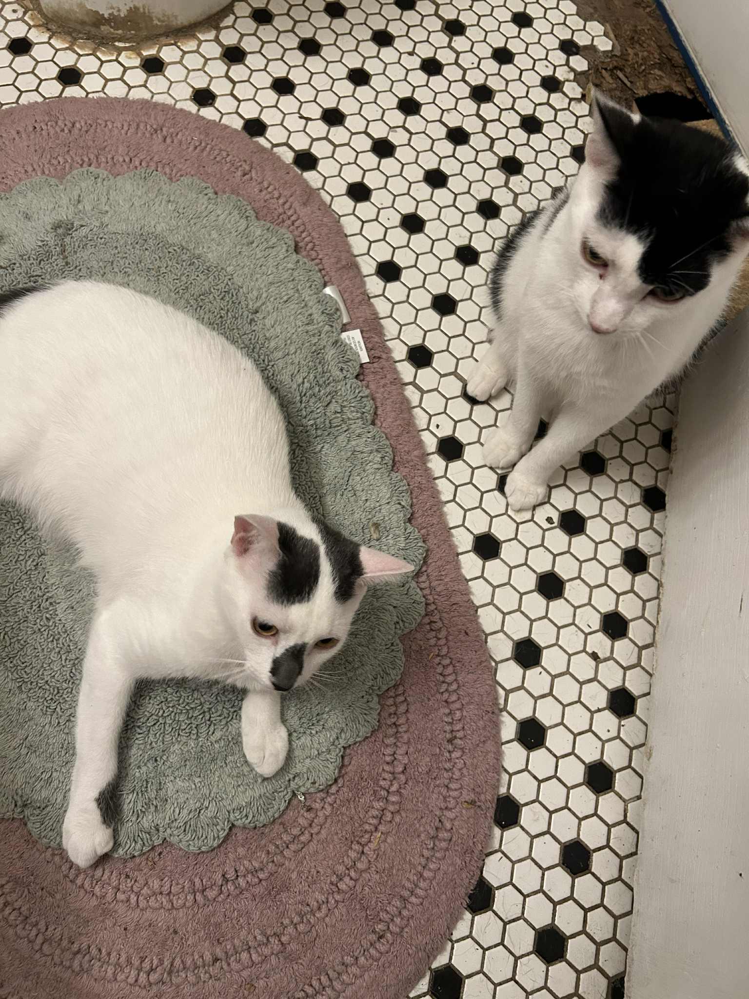 Burberry and Armani (brothers)
