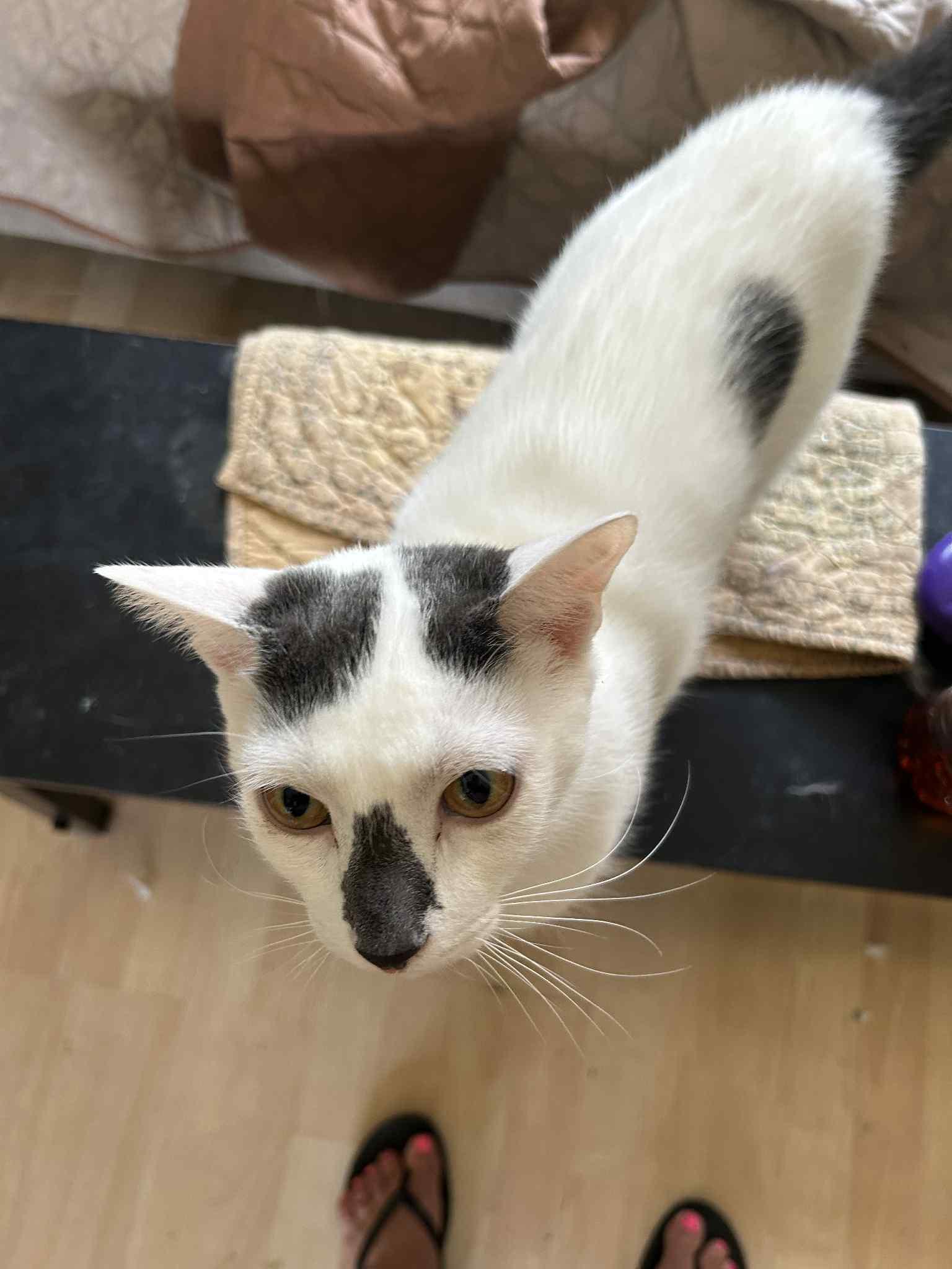 Enlarge Burberry and Armani (brothers), an adoptable mixed breed in Warminster, PA image 4/6