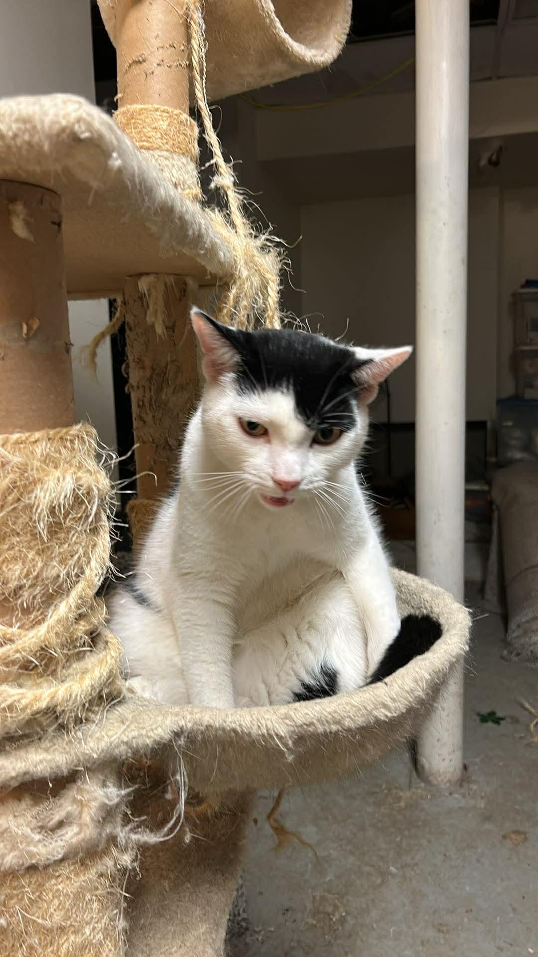 Enlarge Burberry and Armani (brothers), an adoptable mixed breed in Warminster, PA image 6/6