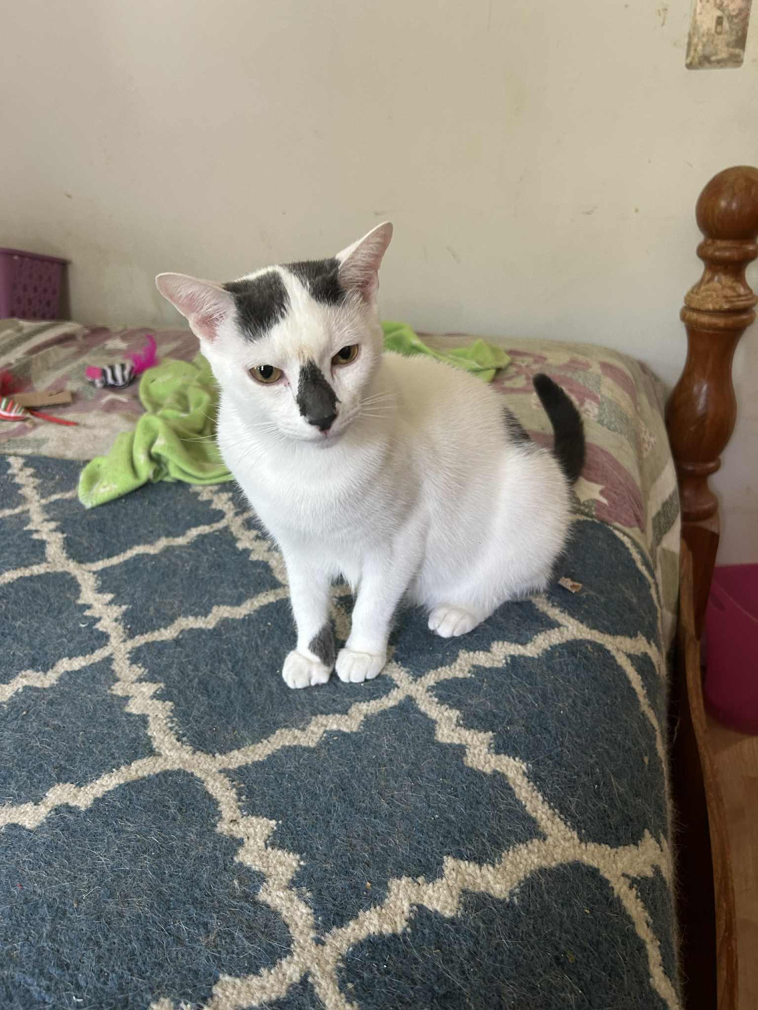 Enlarge Burberry and Armani (brothers), an adoptable mixed breed in Warminster, PA image 5/6