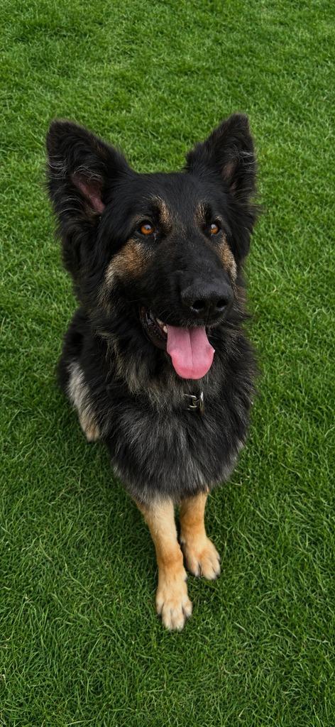 Kai, Adopted, Young Male German Shepherd Dog.