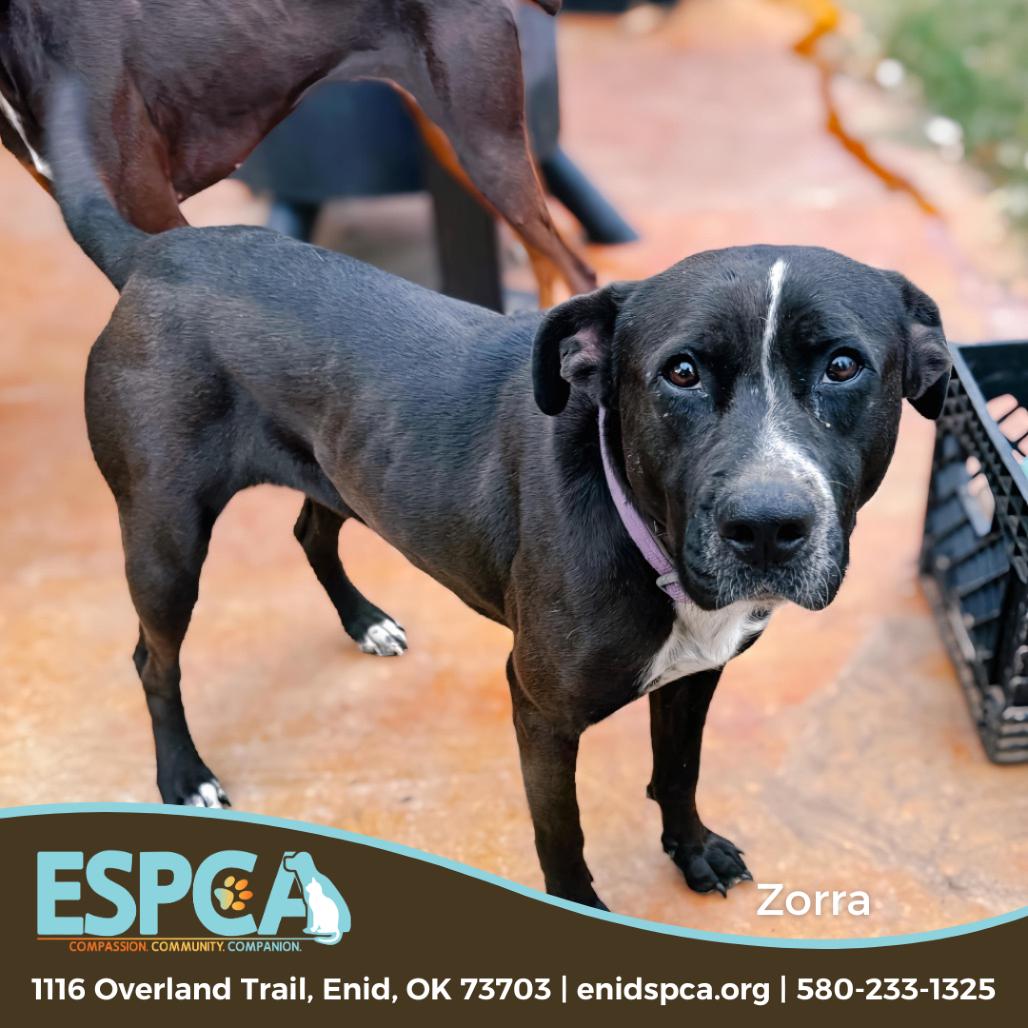 Enlarge Zorra, a Adoptable Mixed Breed in Enid, OK image 1/2