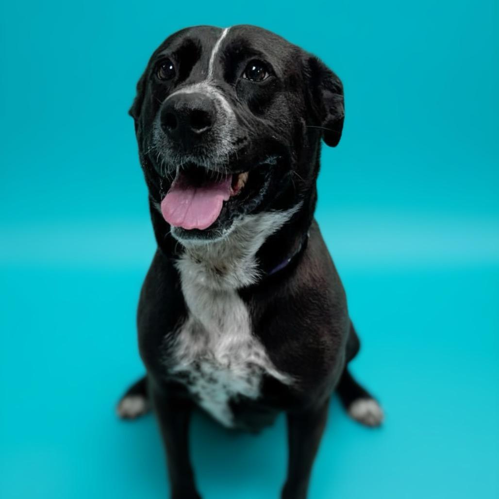 Enlarge Zorra, a Adoptable mixed breed in Enid, OK image 2/5