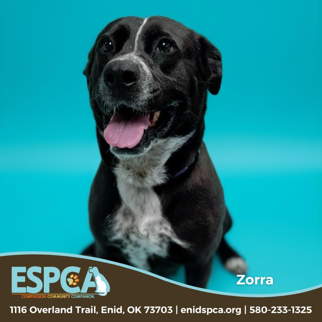 Enlarge Zorra, a Adoptable mixed breed in Enid, OK image 3/5