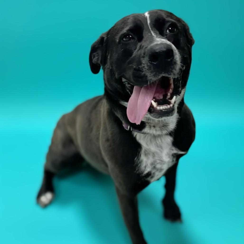 Enlarge Zorra, a Adoptable mixed breed in Enid, OK image 4/5
