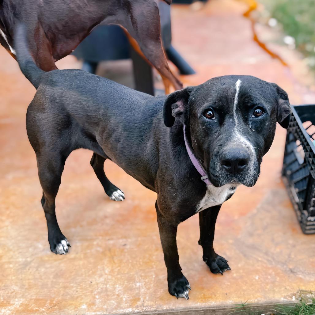Enlarge Zorra, a Adoptable Mixed Breed in Enid, OK image 2/2