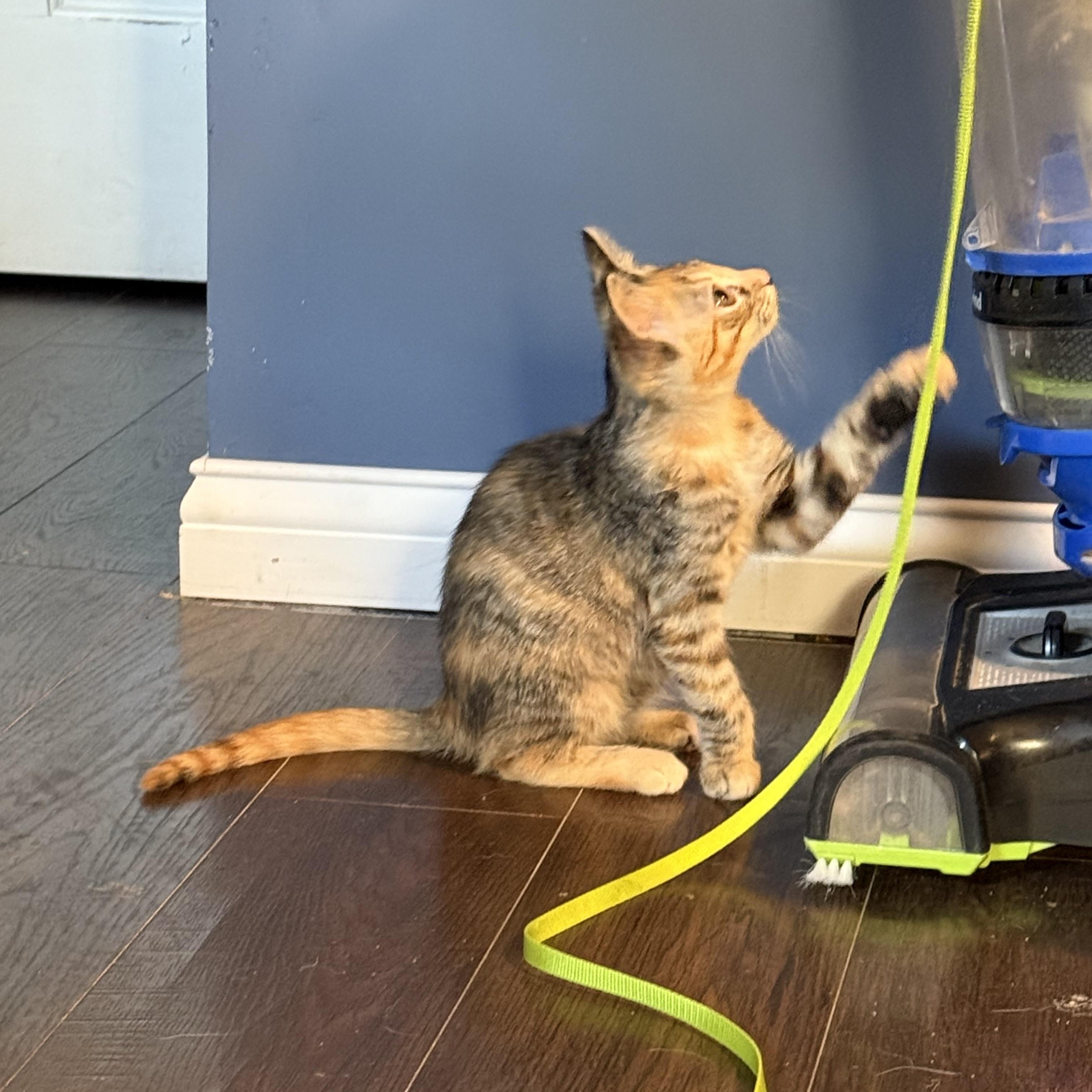 Sushi, Adoptable, Kitten Female Tortoiseshell.