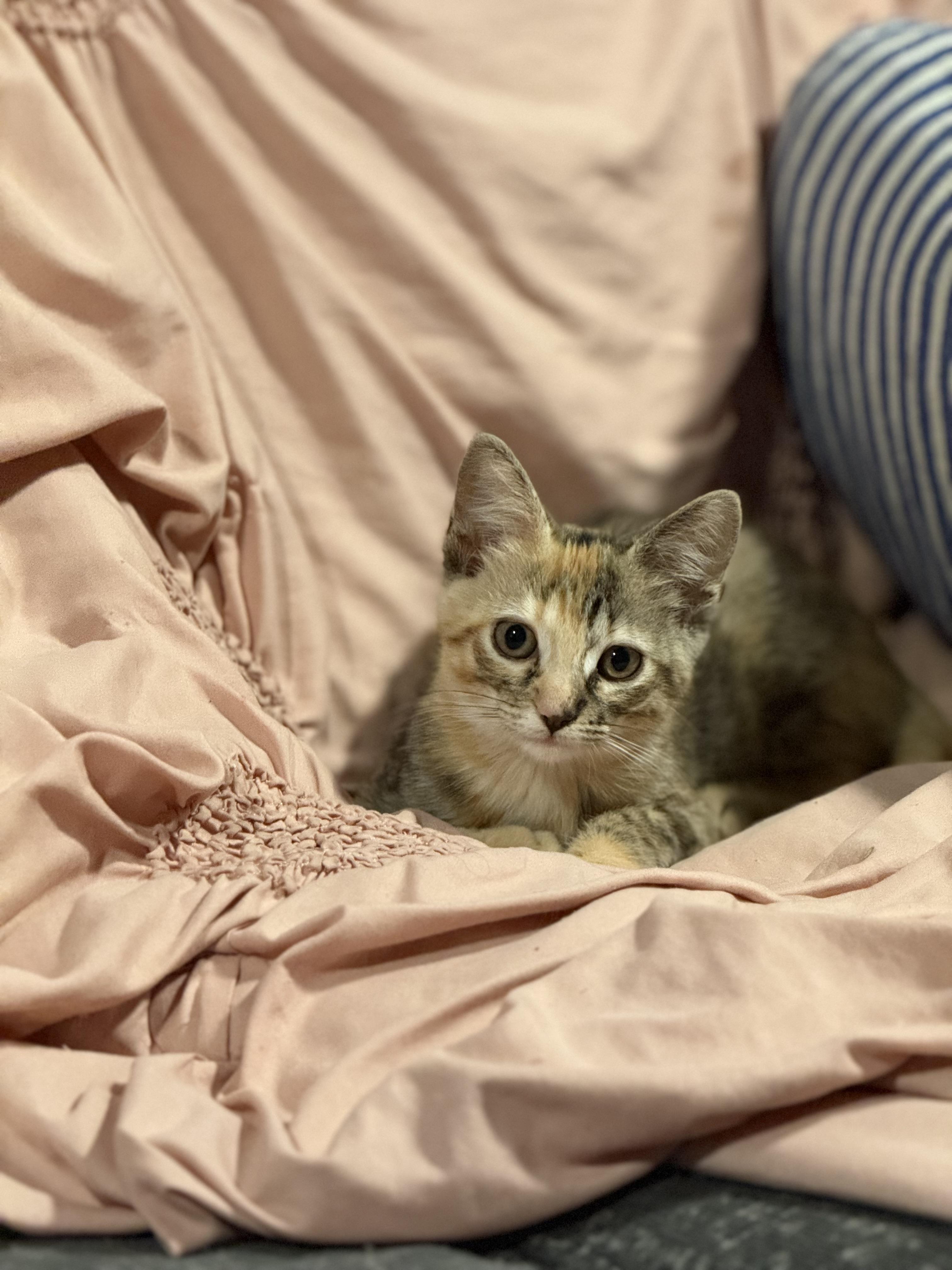 Enlarge Sushi, a Adoptable Tortoiseshell in Murray, KY image 5/6