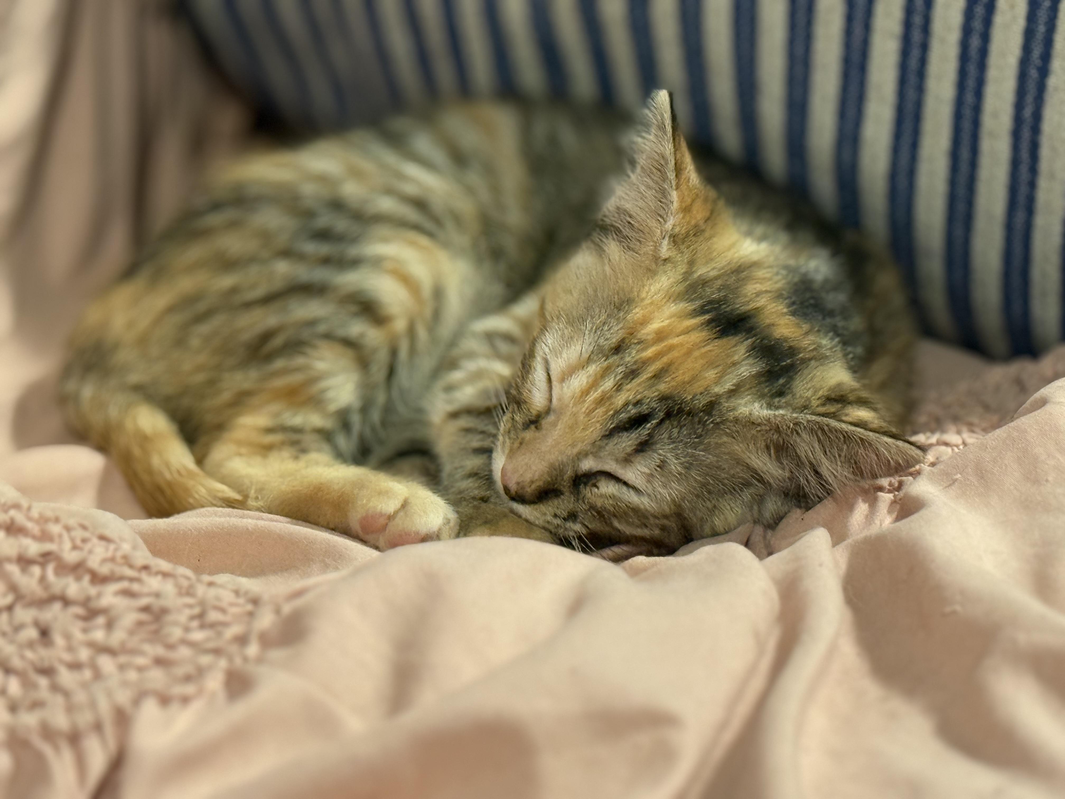 Enlarge Sushi, a Adoptable Tortoiseshell in Murray, KY image 6/6