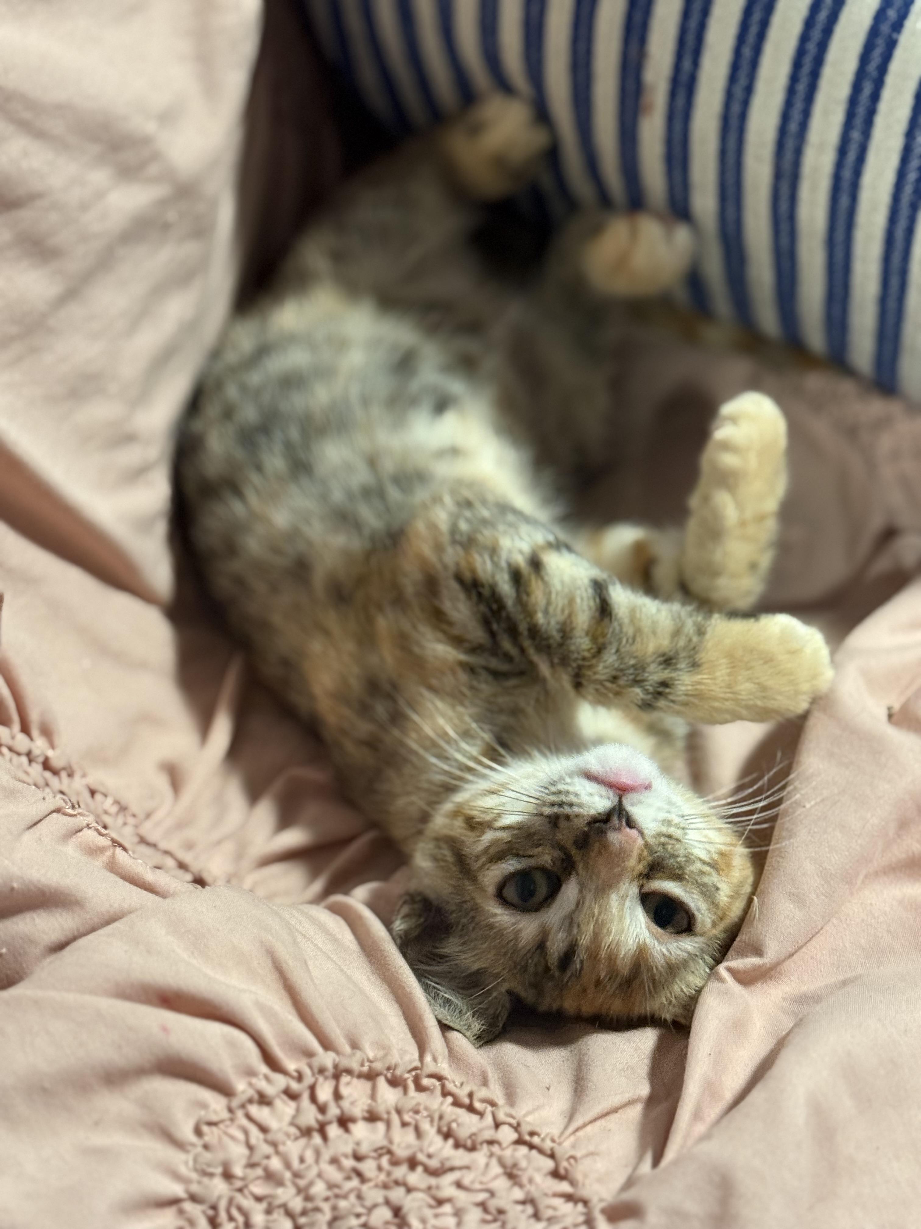 Enlarge Sushi, a Adoptable Tortoiseshell in Murray, KY image 4/6