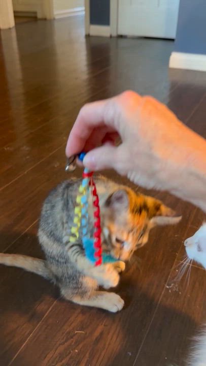 Enlarge Sushi, a Adoptable Tortoiseshell in Murray, KY video 2/6