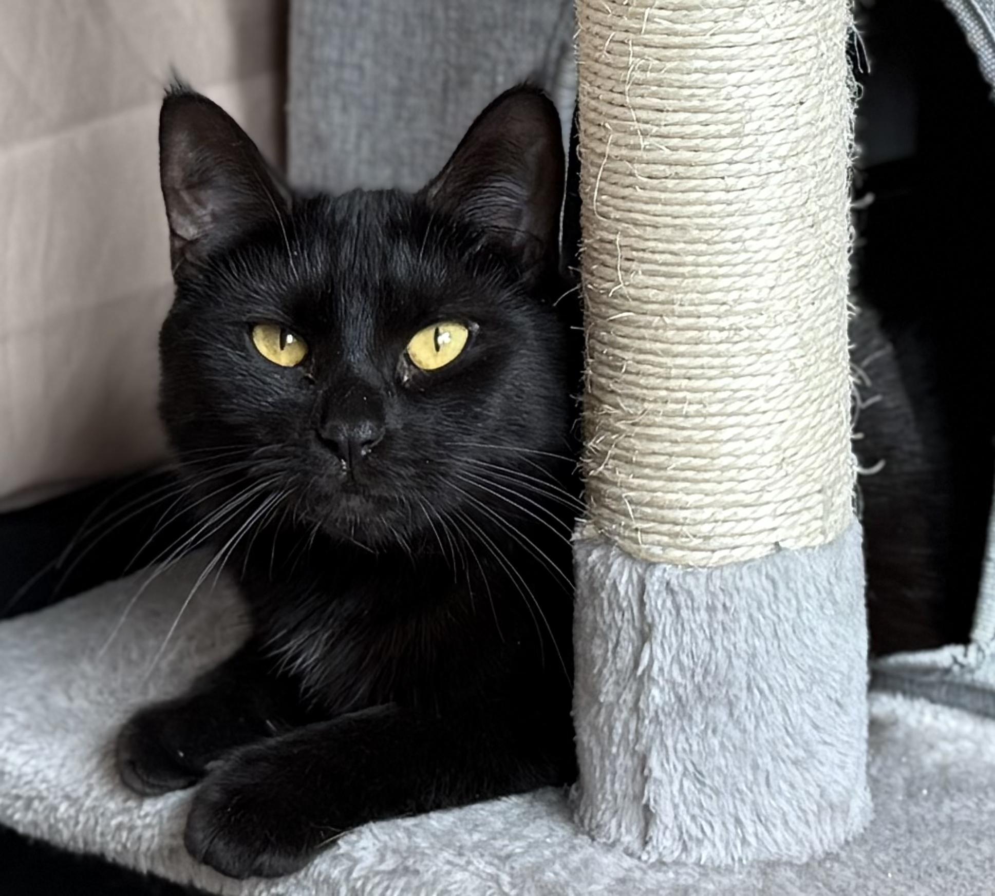 Marilyn, Adoptable, Young Female Domestic Short Hair.