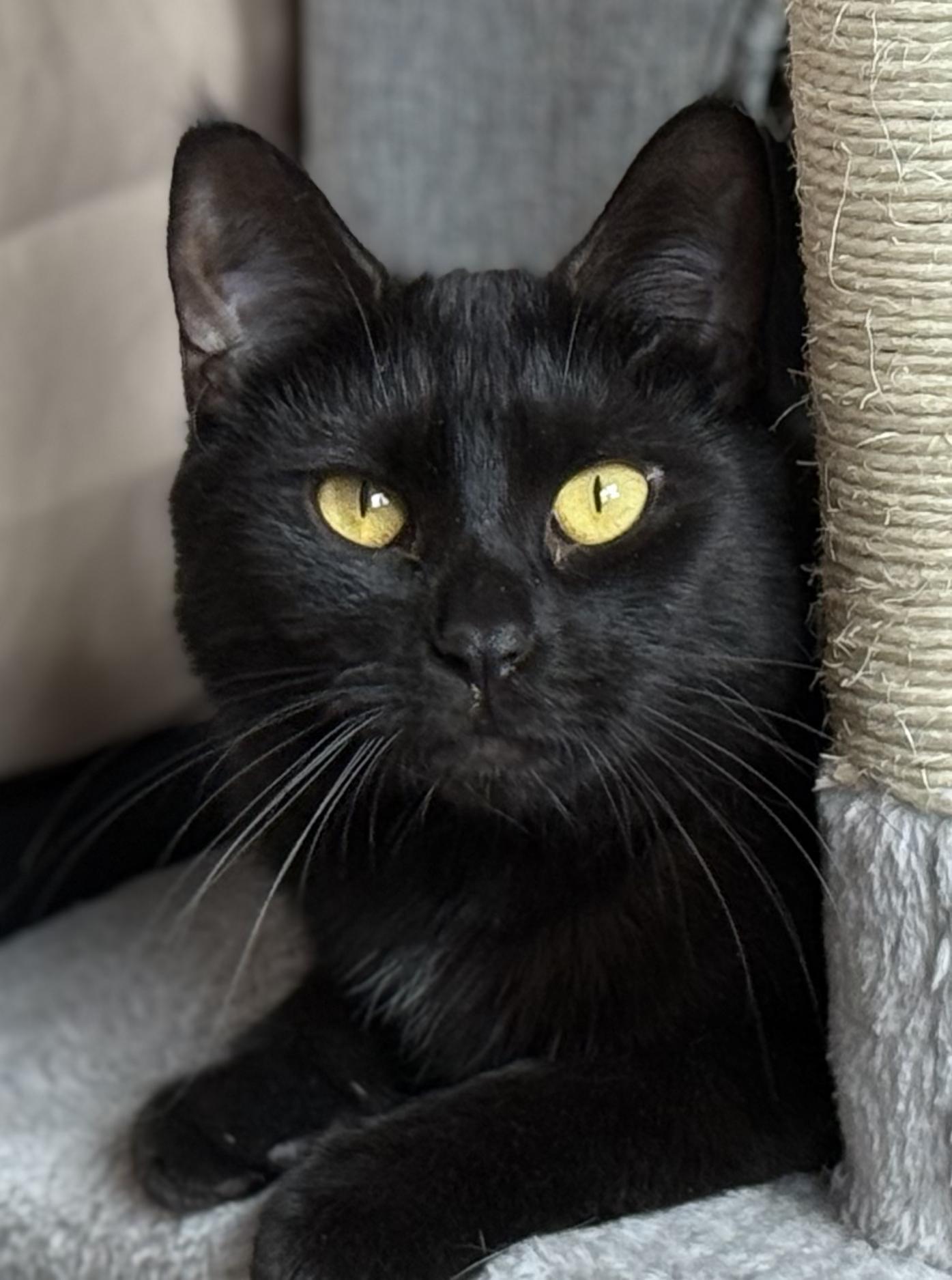 Marilyn, a Adoptable mixed breed in Richmond, VA image 3/6