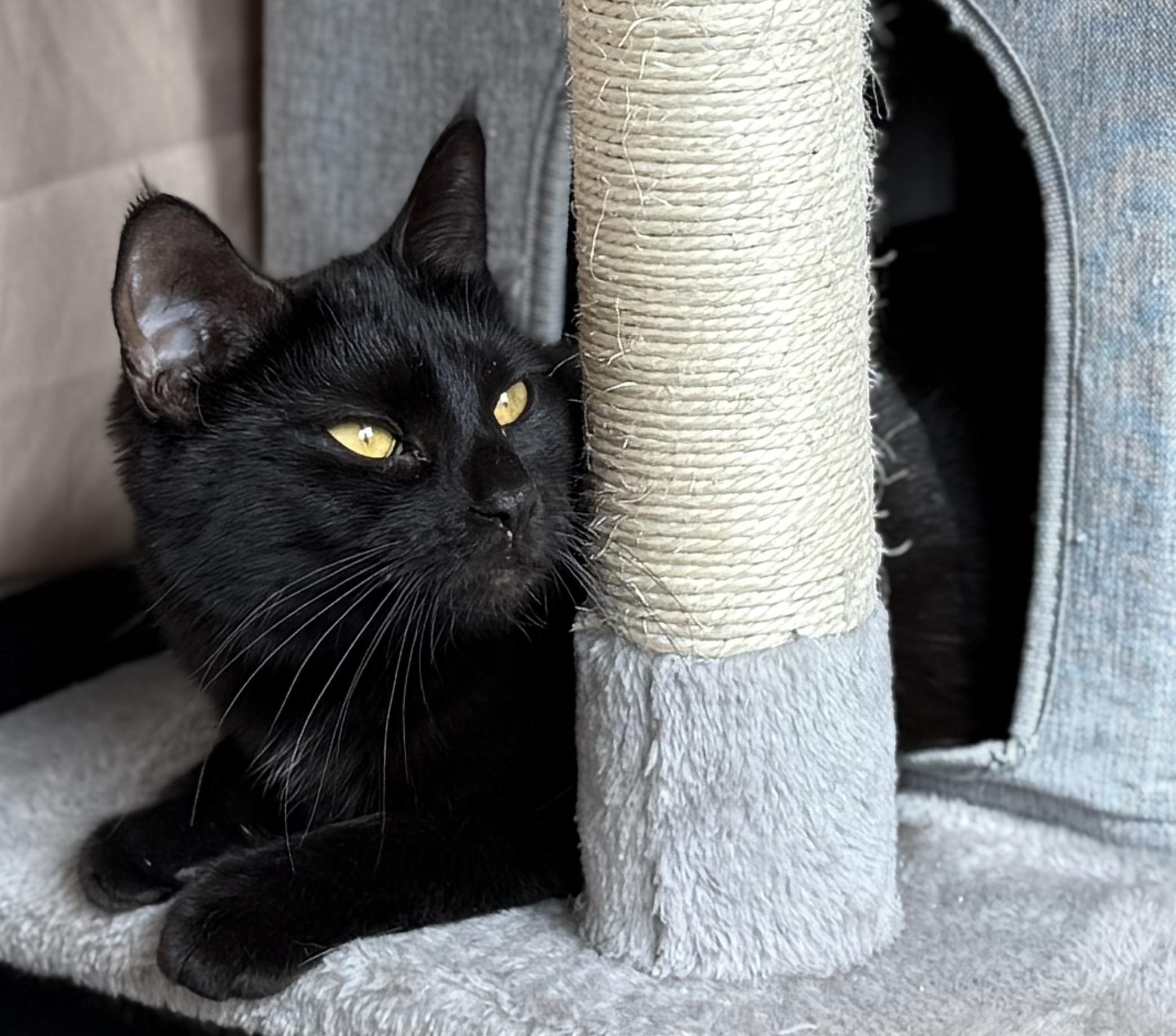 Marilyn, a Adoptable mixed breed in Richmond, VA image 5/6